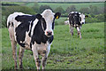 Mid Devon : Cattle Grazing