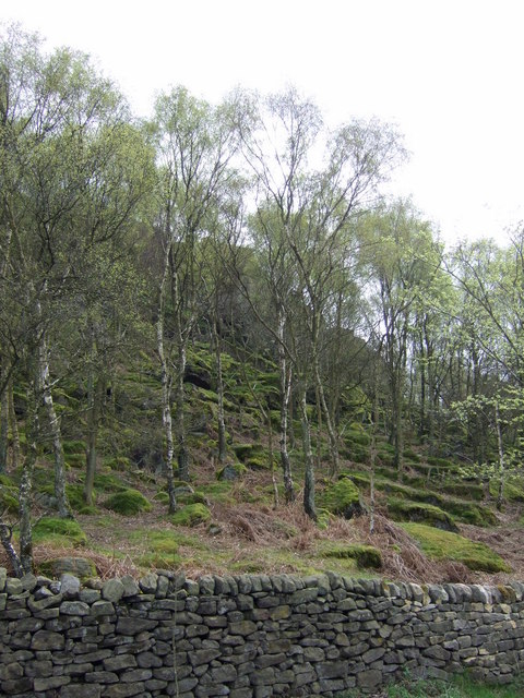 Stone wall and woodland