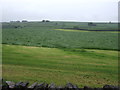 Grazing, Holmelacy Farm