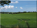 TM2745 : Tractor Tracks through cereal field, near Rudds Barn, Martlesham  by Roger Jones