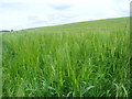 NT8839 : Thriving barley crop near Crookham Westfield, Northumberland by ian shiell