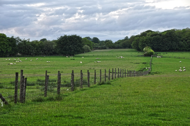 North Devon : Grassy Field