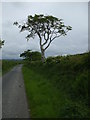 Sparse looking trees alongside a country lane