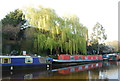 Narrowboats under a weeping willow