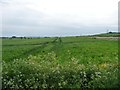 SU0956 : Multiple tracks in a cereal field near Wilsford by Christine Johnstone