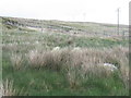 NR4864 : Rough grassland near Ardfin Farm by M J Richardson