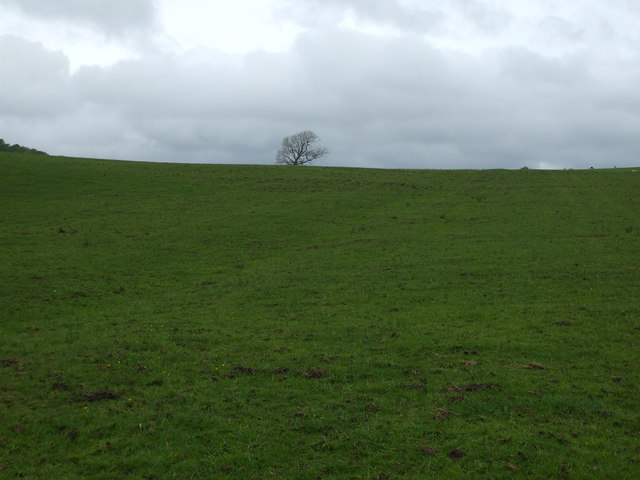Nondescript field with a lone tree