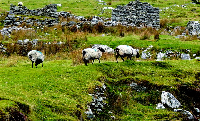County Mayo - Achill Island - Deserted Village - Grazing Sheep & Derelict Cottage