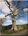 Oak at Drywell Cross