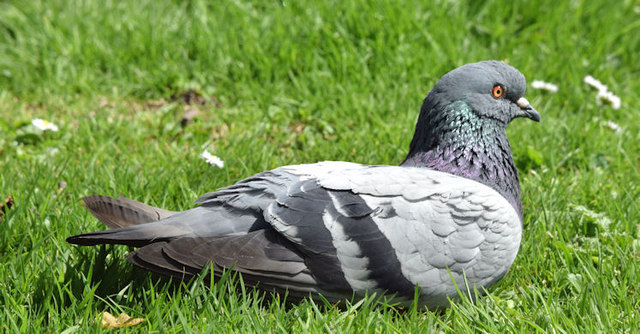 Feral pigeon, Victoria Park, Belfast -... © Albert Bridge cc-by-sa/2.0 ...