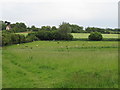 Sheep in pasture, Thorpe Road, Debenham 