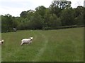 Devonshire Heartland Way crossing a field near Trehill