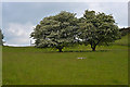 Field and hawthorn trees