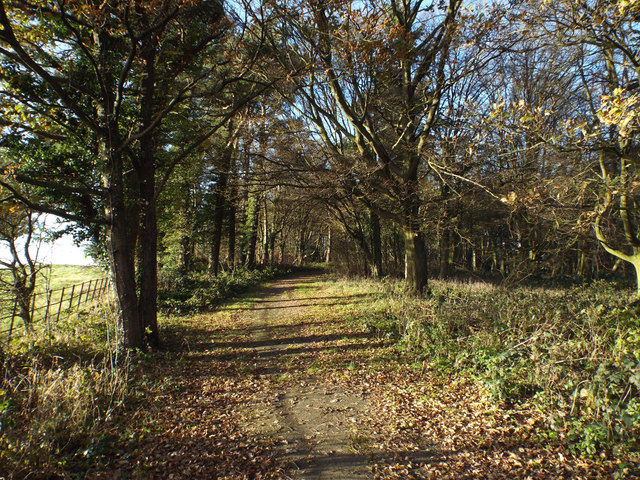 Woodland on the north side of Wast Hill