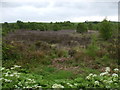 Lowland Raised Mire near Jericho