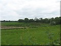 Scrub and rough grazing land at Upper Mumbie