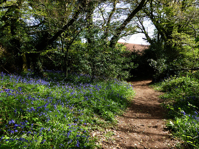 Path on Shortwood Common