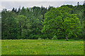 West Somerset : Grassy Field & Trees