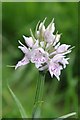 Common Spotted Orchid