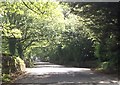 Tree lined road to Spennithorne