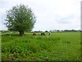 Wick, horse grazing