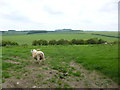 Wick Down, sheep grazing