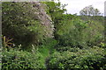 West Somerset : Footpath & Bushes