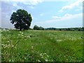 Boothstown Meadow