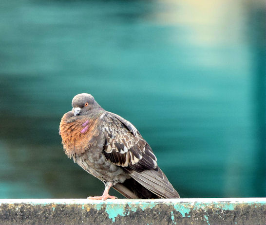 Feral pigeon, Belfast (May 2014)