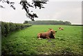 Cattle near Waytown