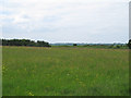 Meadow with wild flowers, Lion Creek SSSI, Canewdon