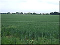 Crop field, Sewell