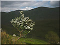 NY4107 : Sunlit hawthorn, Troutbeck Park by Karl and Ali