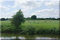 Sheep grazing near Denston