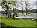 SD3696 : Sheep Grazing on the Shore of Esthwaite Water by David Dixon