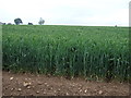 Crop field, Edith Weston