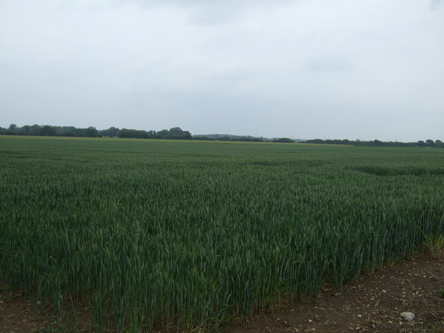 Crop field off King Street Roman Road