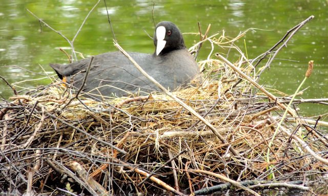 Nesting coots, Victoria Park, Belfast - June 2014(2)