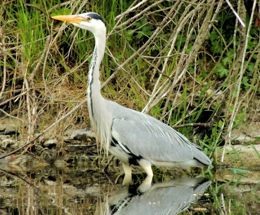 Heron, Victoria Park, Belfast (June... © Albert Bridge :: Geograph Ireland