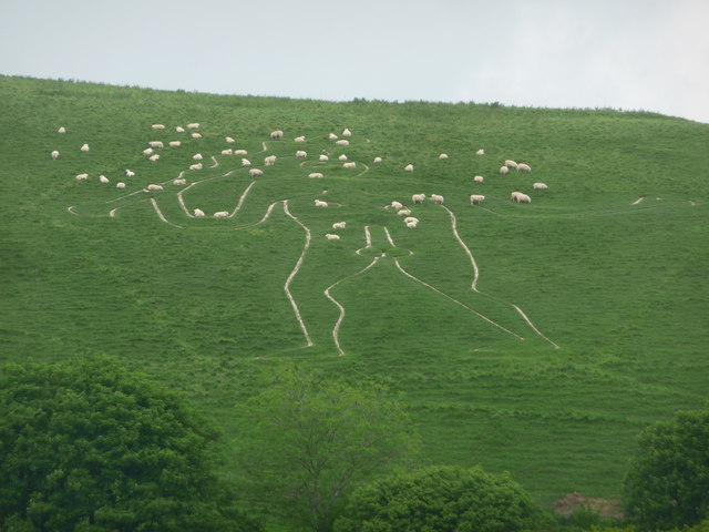 Cerne Abbas: the giant is grazed over