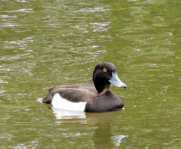 Tufted duck, Victoria Park, Belfast - June 2014(1)