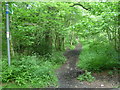 Bridleway into the woods