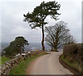 Roadside trees, Pen-rhiw-Frank