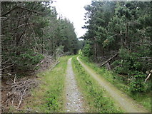 NC6836 : Forest road near the Mallart River by John Ferguson
