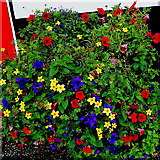 M2208 : County Clare - Ballyvaghan - Monk's B&B - Flowers at Right Side of Entrance by Suzanne Mischyshyn