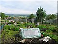 Allotment Gardens