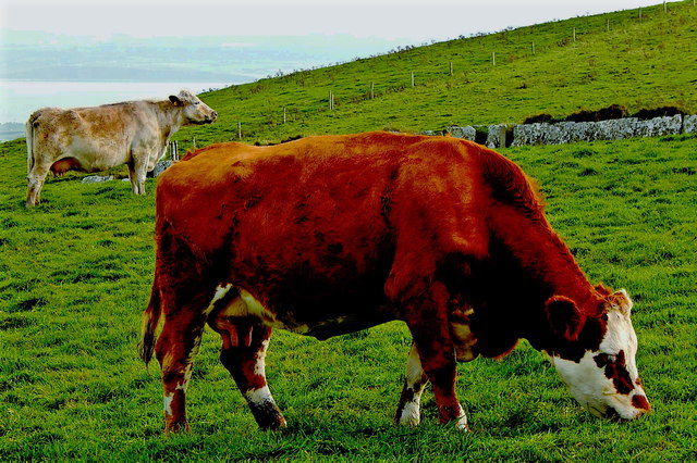 County Clare - R478 - Cliffs of Moher - Cattle Grazing on Hillside along Walkway