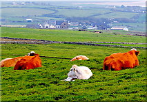 R0491 : County Clare - R478 - Cliffs of Moher - Cattle Resting in Grass  on Hilltop by Suzanne Mischyshyn