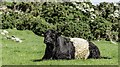 Belted Galloway at High Auchenlarie Farm