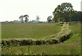 Field boundary near Stewdon Moor